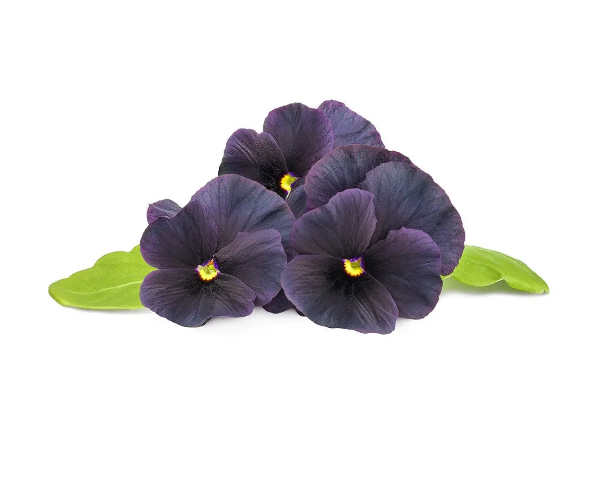 Black Pansy Plant Pods 3-Pack 1