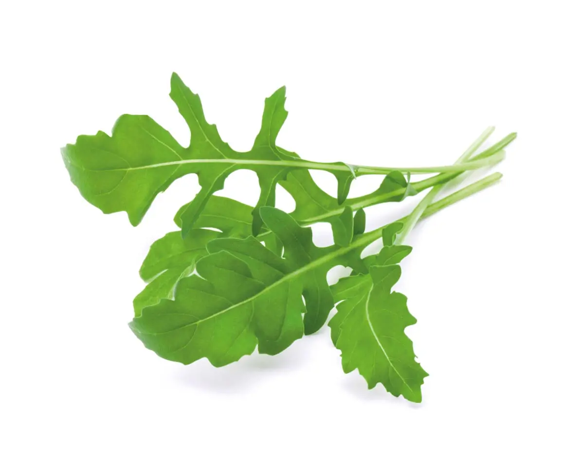 Arugula Plant Pods 3-Pack 1