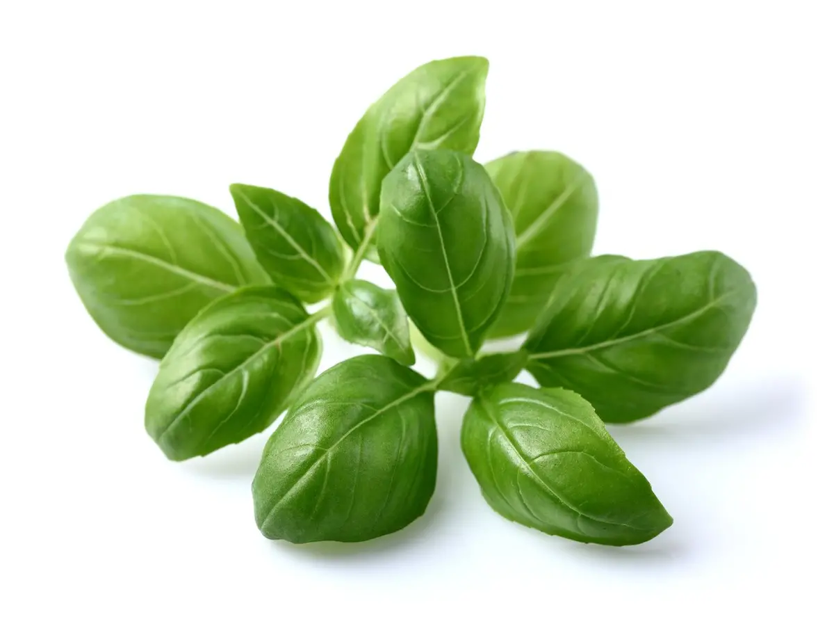 Basil Plant Pods 3-Pack 1
