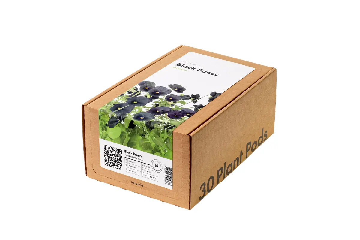 Black Pansy Plant Pods 30-Pack 1