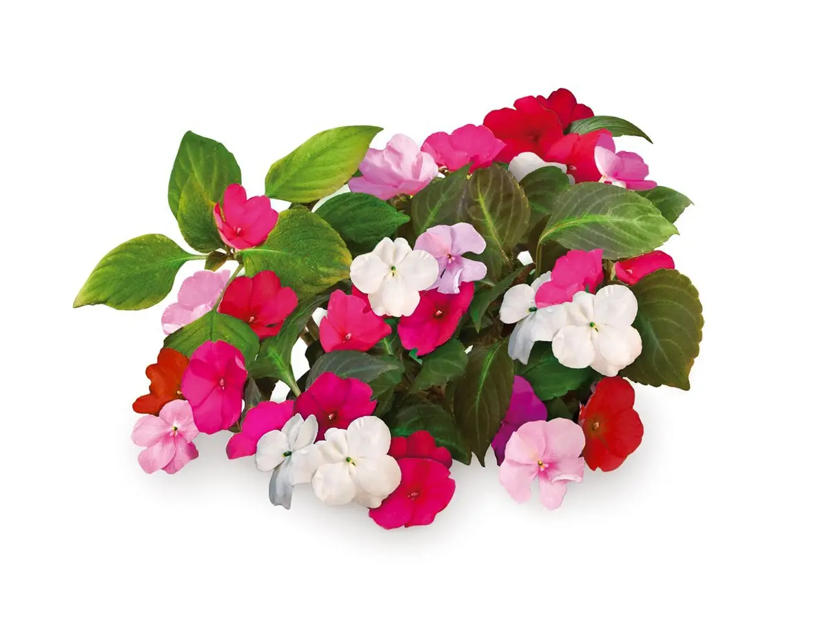 Busy Lizzie Plant Pods 3-Pack 1
