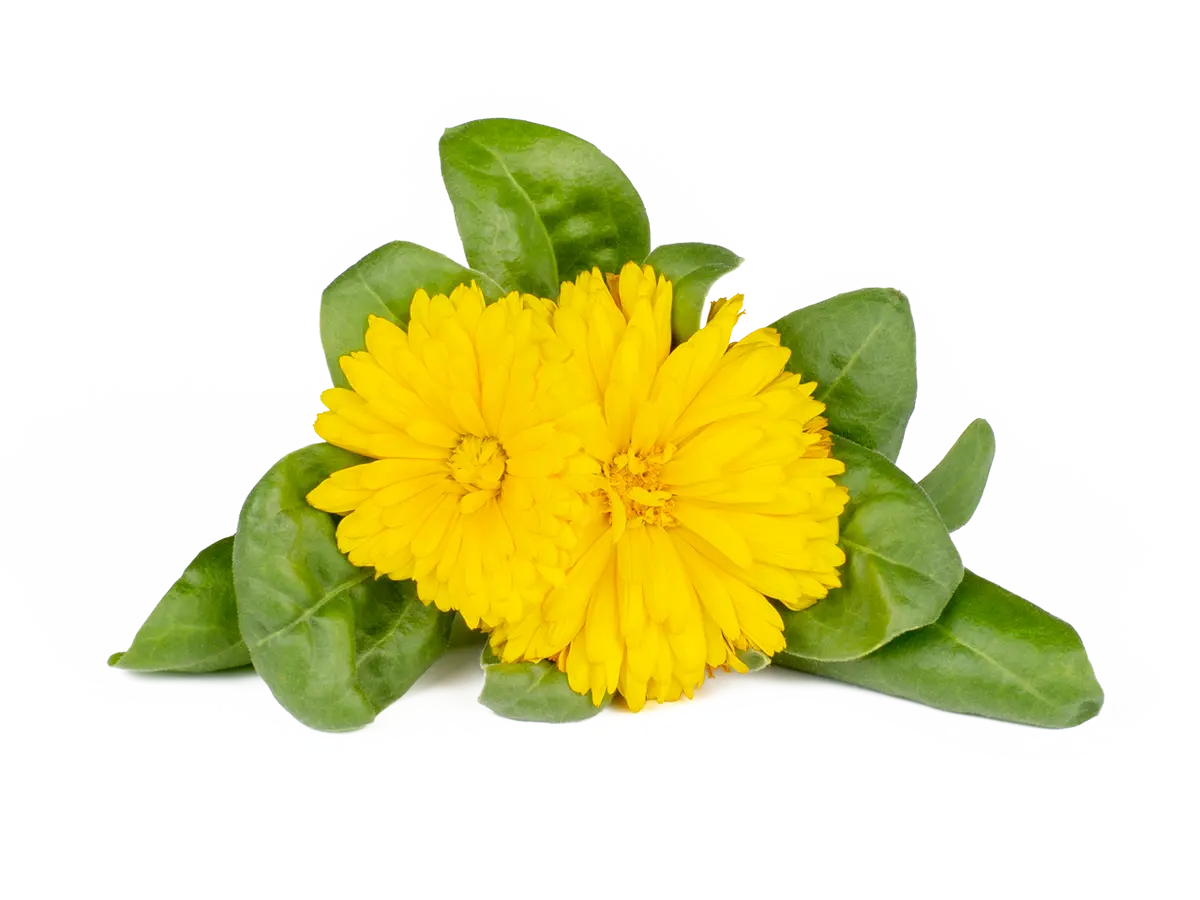 Calendula Plant Pods 3-Pack 1