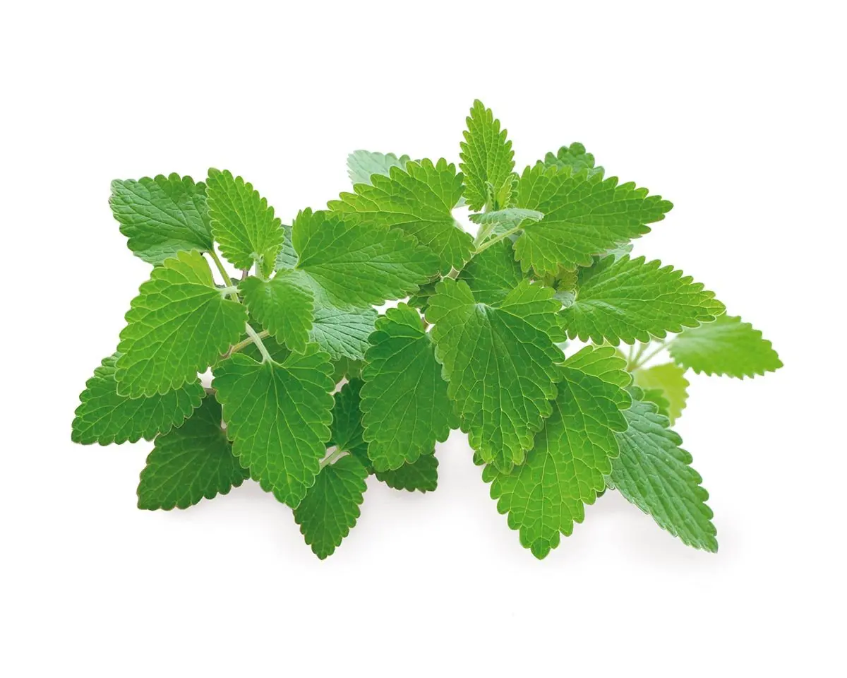 Catnip Plant Pods 3-Pack 1