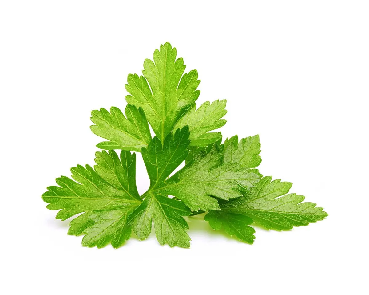 Cilantro (Coriander) Plant Pods 3-Pack 1