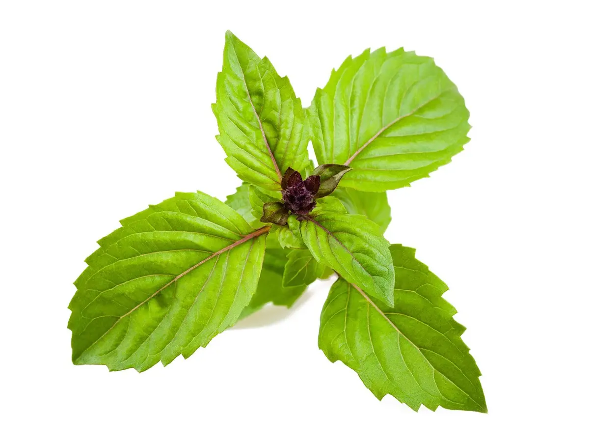 Cinnamon Basil Plant Pods 3-Pack 1