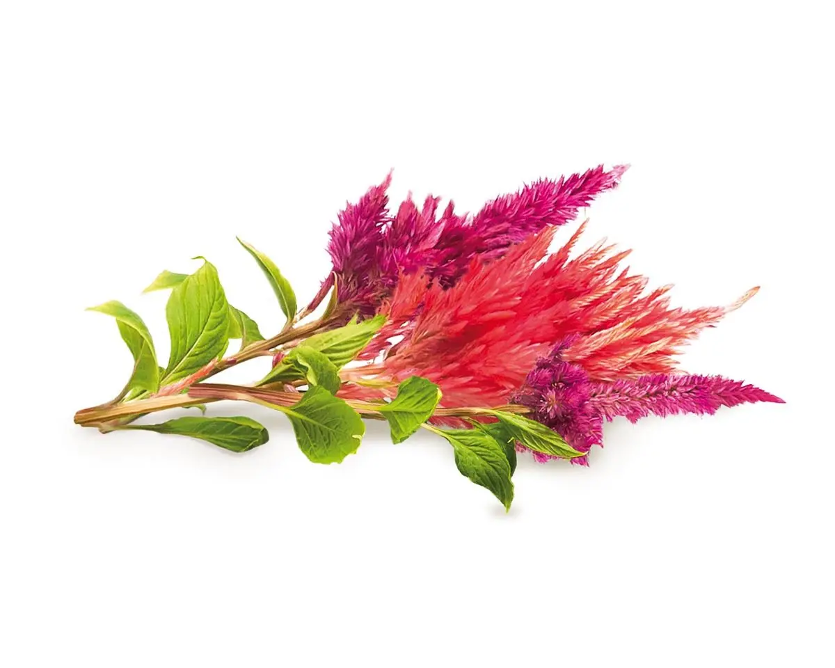 Cockscomb Plant Pods 3-Pack 1