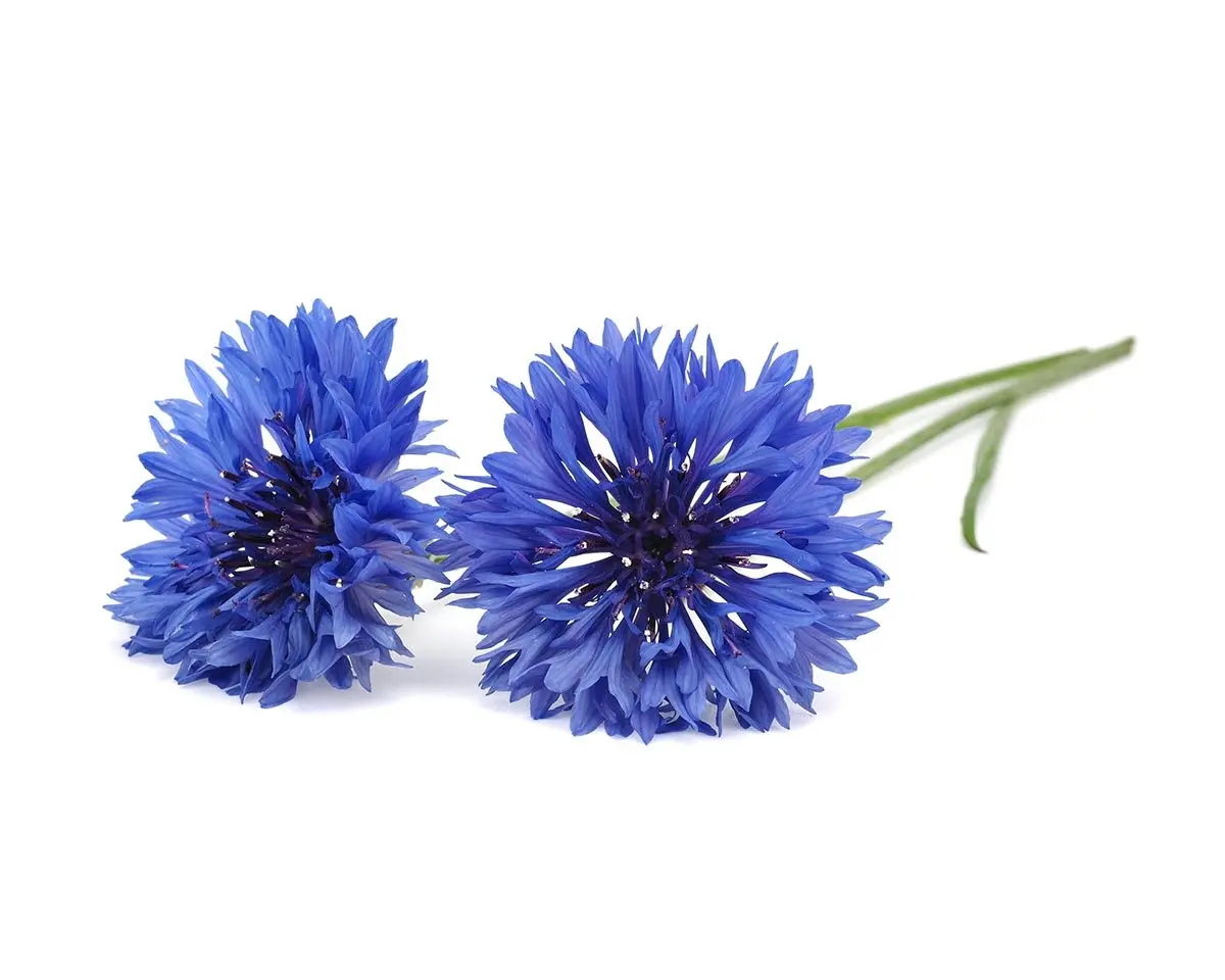 Cornflower Plant Pods 3-Pack 1