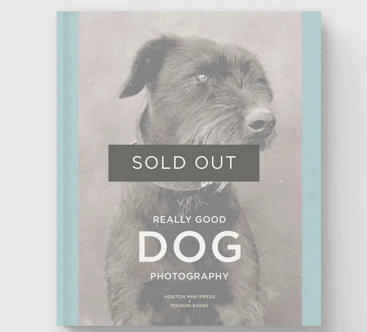 Really Good Dog Photography 1