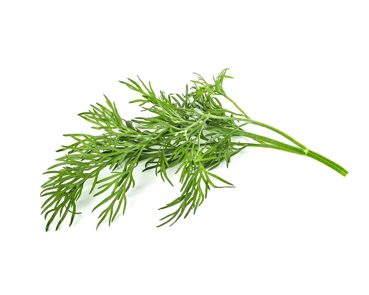 Dill Plant Pods 3-Pack 1