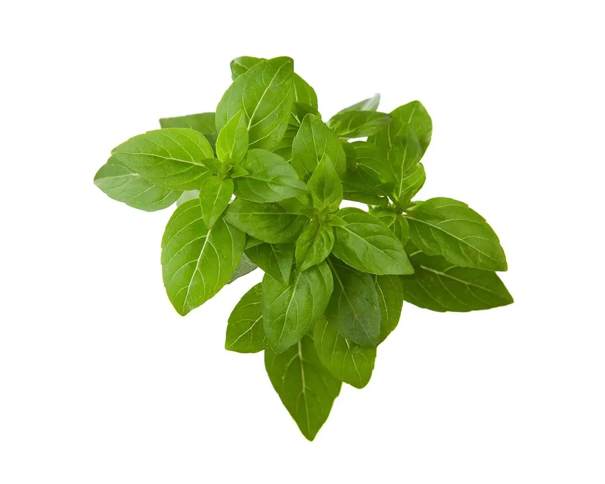 Dwarf Basil Plant Pods 3-Pack 1