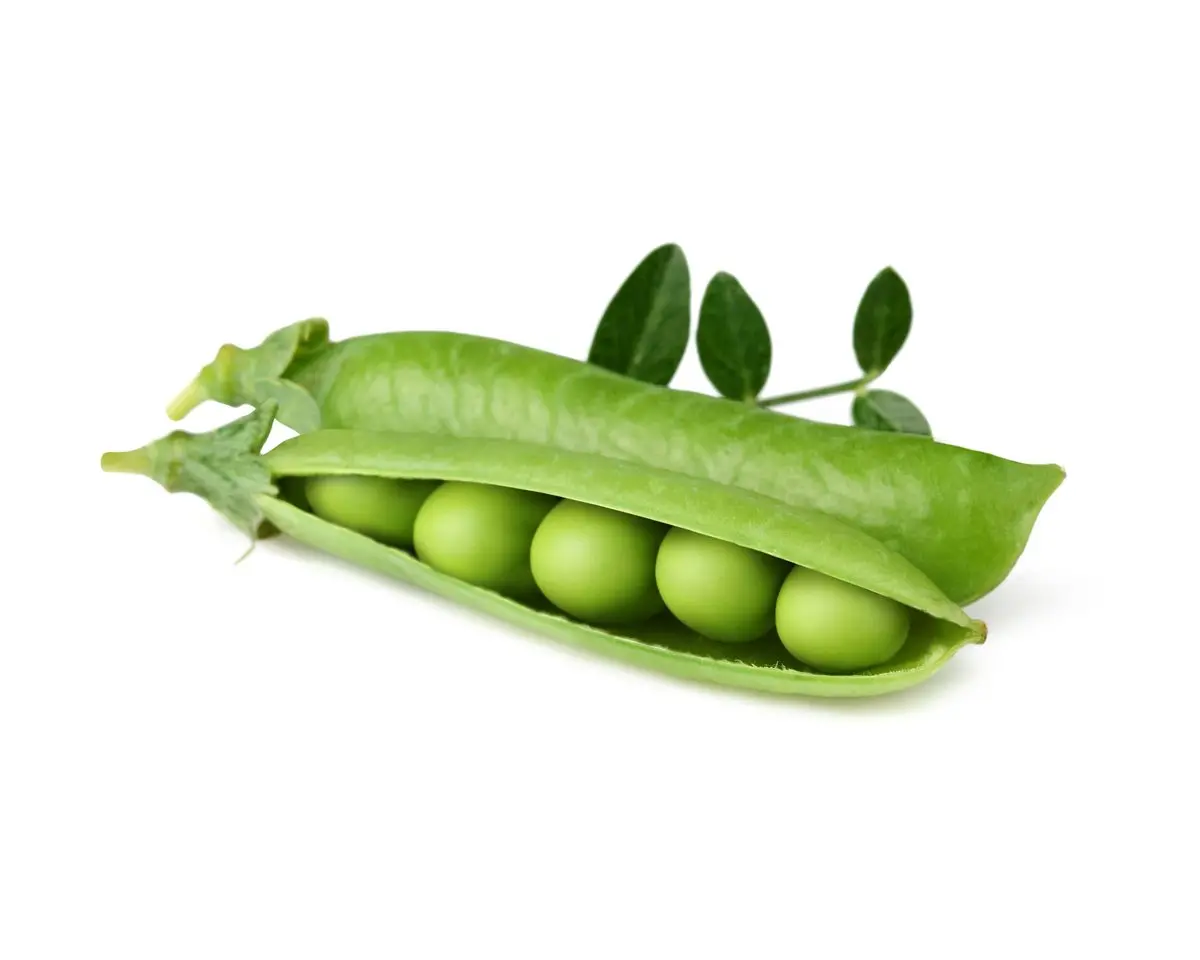 Dwarf Pea Plant Pods 3-Pack 1