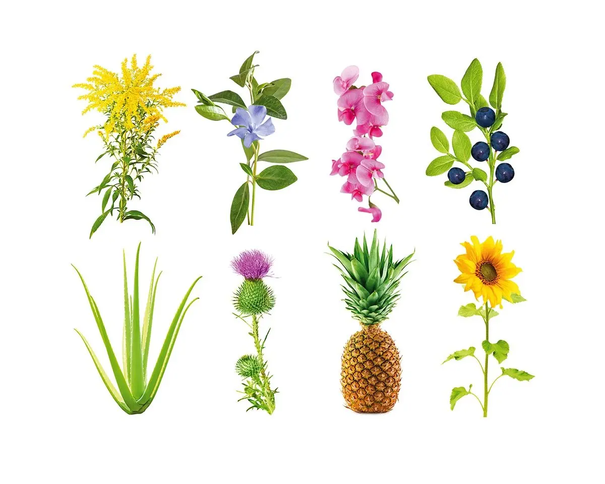 Grow Anything Plant Pods 3-Pack 1