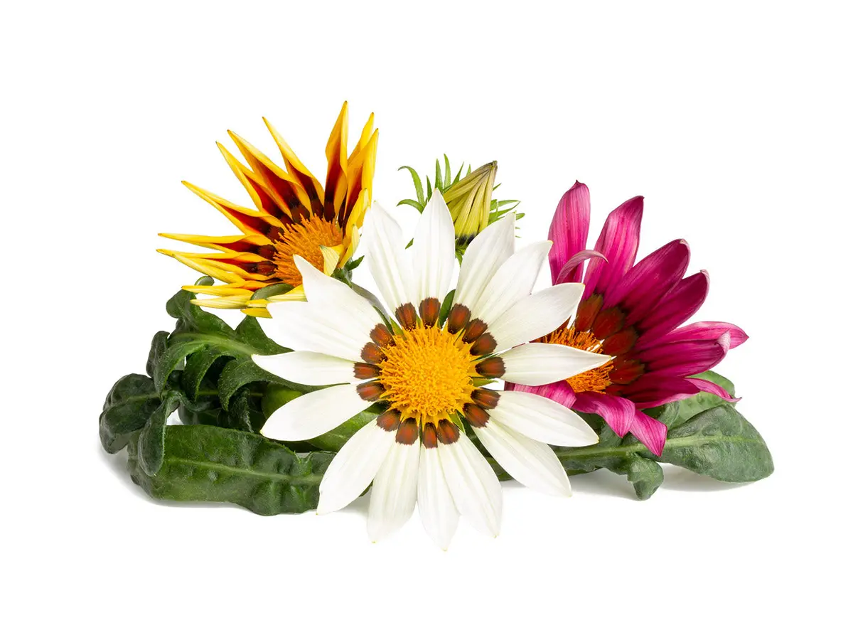 Gazania Plant Pods 3-Pack 1