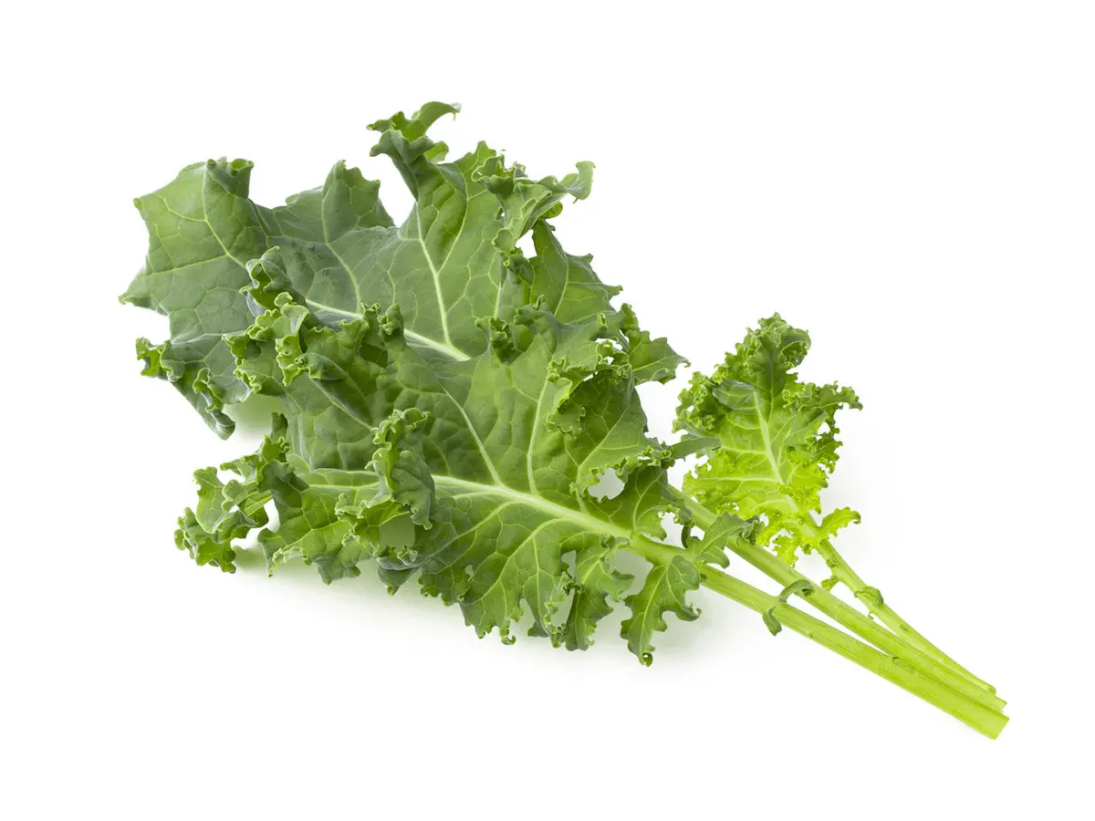 Green Kale Plant Pods 3-Pack 1
