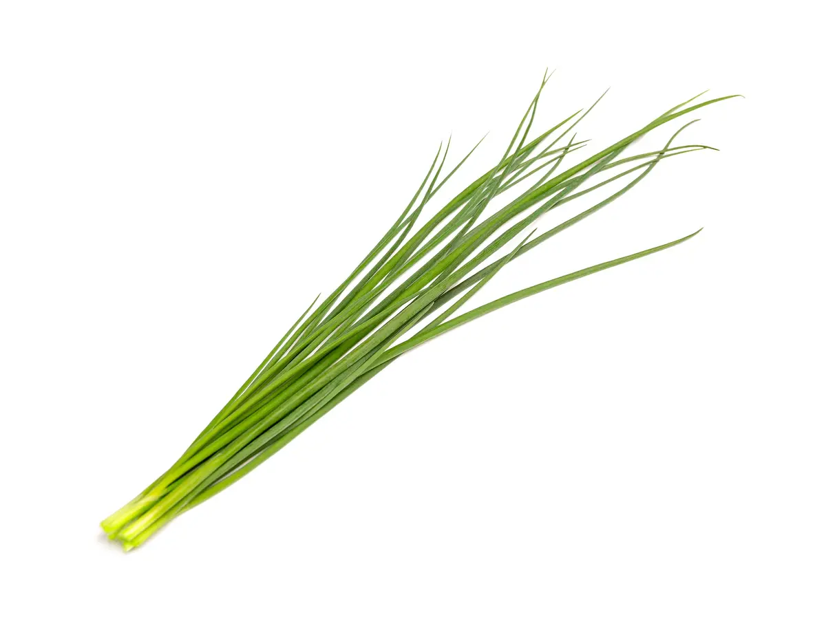 Green Onion Plant Pods 3-Pack 1