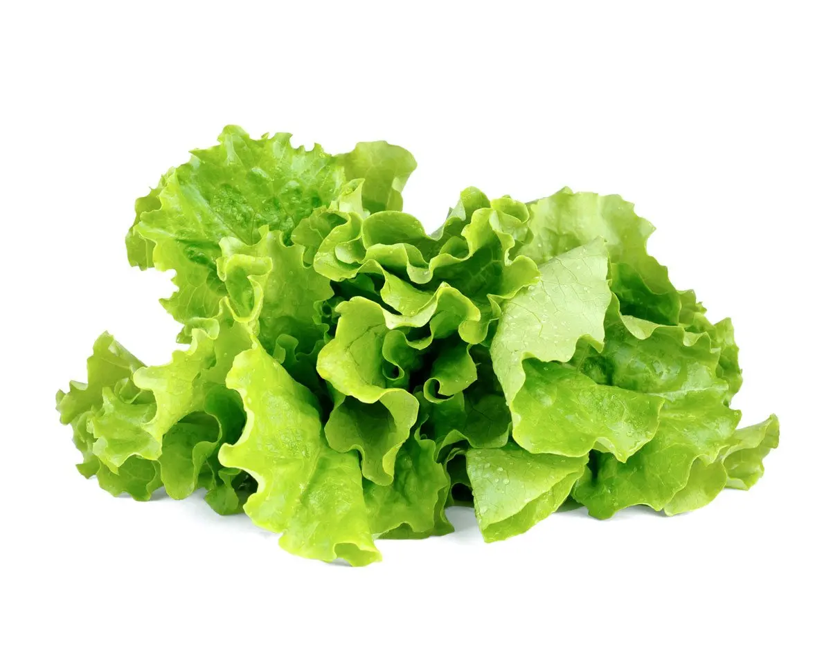 Green Lettuce Plant Pods 3-Pack 1