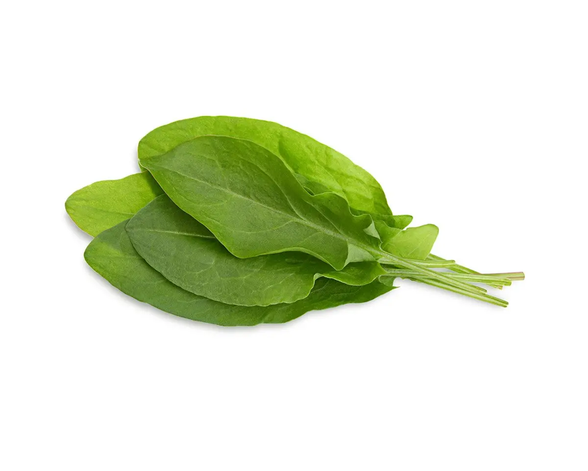 Green Sorrel Plant Pods 3-Pack 1