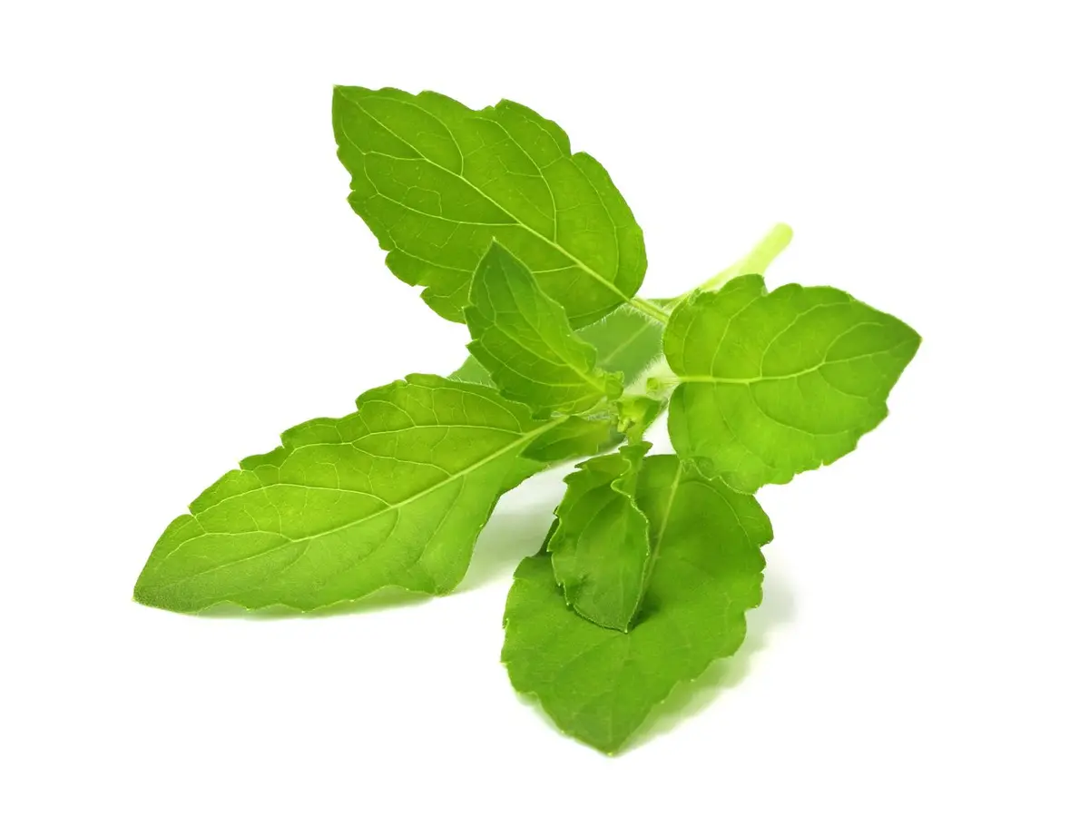 Holy Basil Plant Pods 3-Pack 1