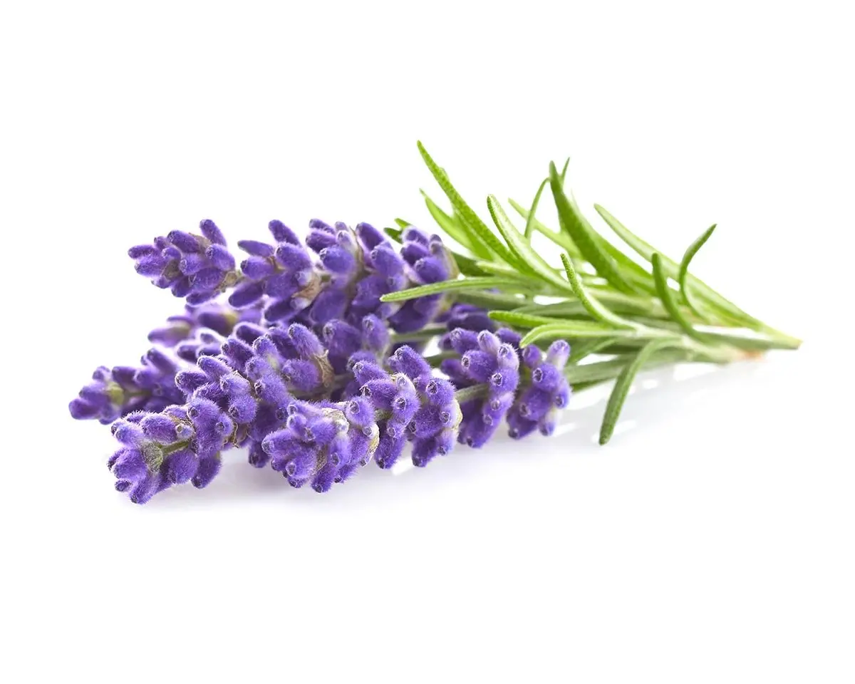 Lavender Plant Pods 3-Pack 1