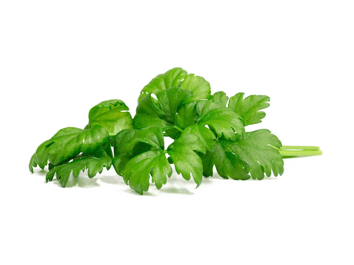 Leaf Celery Plant Pods 3-Pack 1