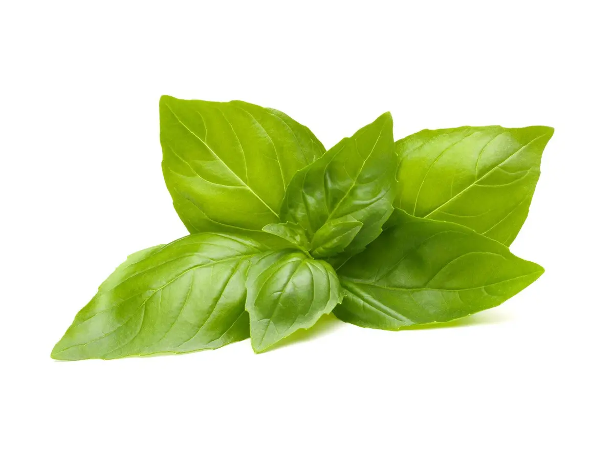 Lemon Basil Plant Pods 3-Pack 1
