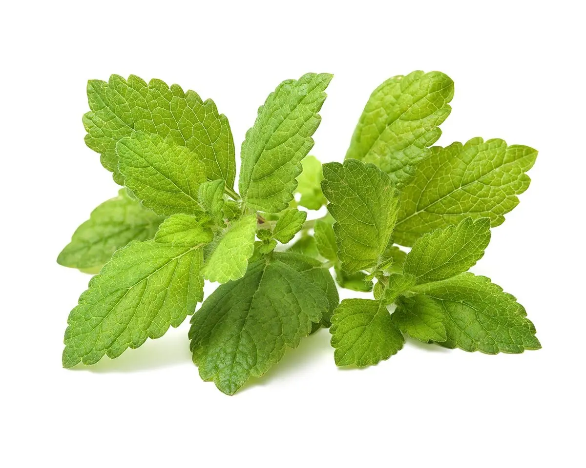 Lemon Balm Plant Pods 3-Pack 1