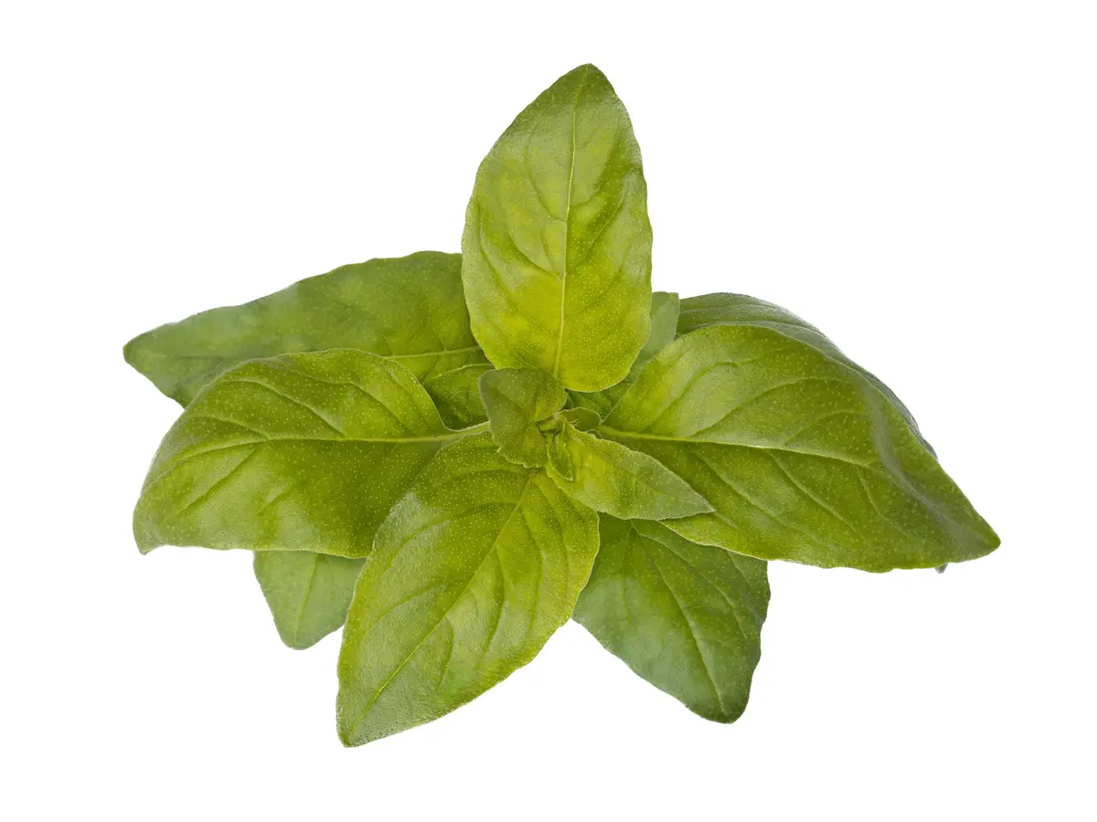 Lime Basil Plant Pods 3-Pack 1