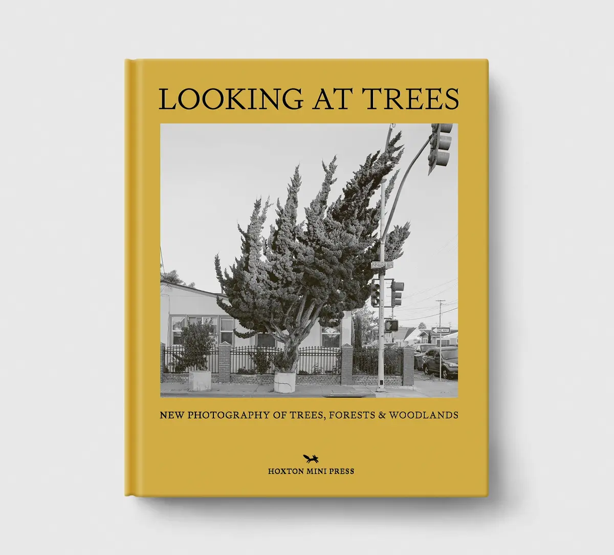 Looking At Trees 1