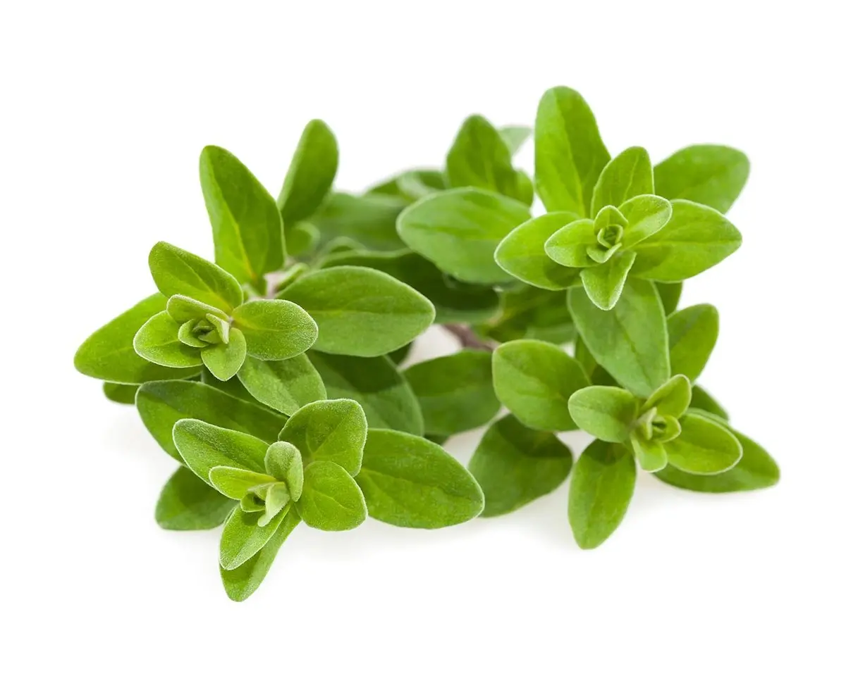 Marjoram Plant Pods 3-Pack 1