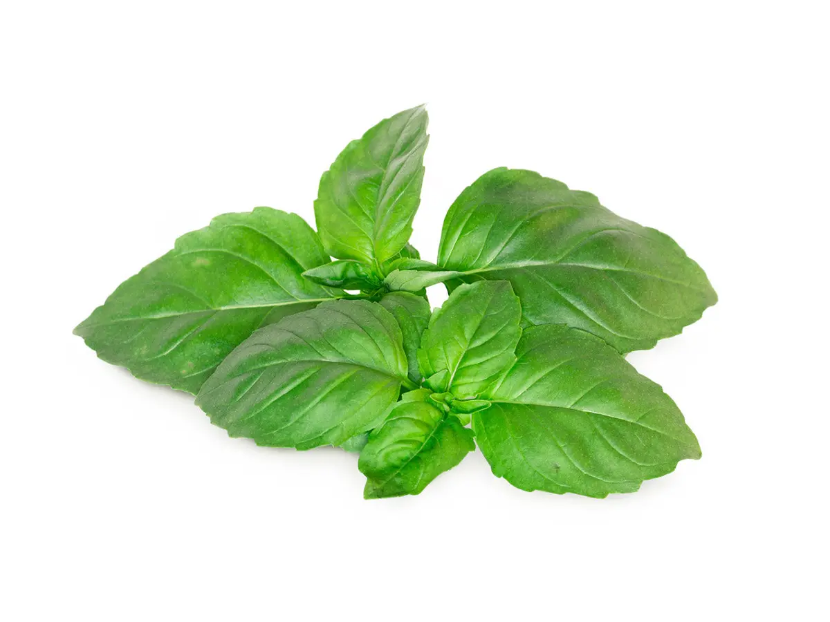Marseille Basil Plant Pods 3-Pack 1
