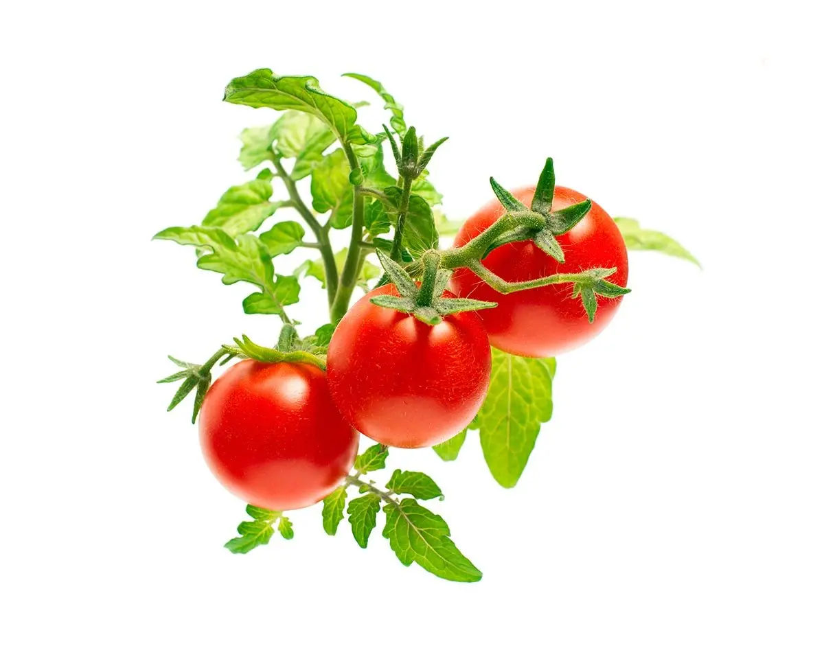 Mini Tomato Plant Pods 3-Pack 1
