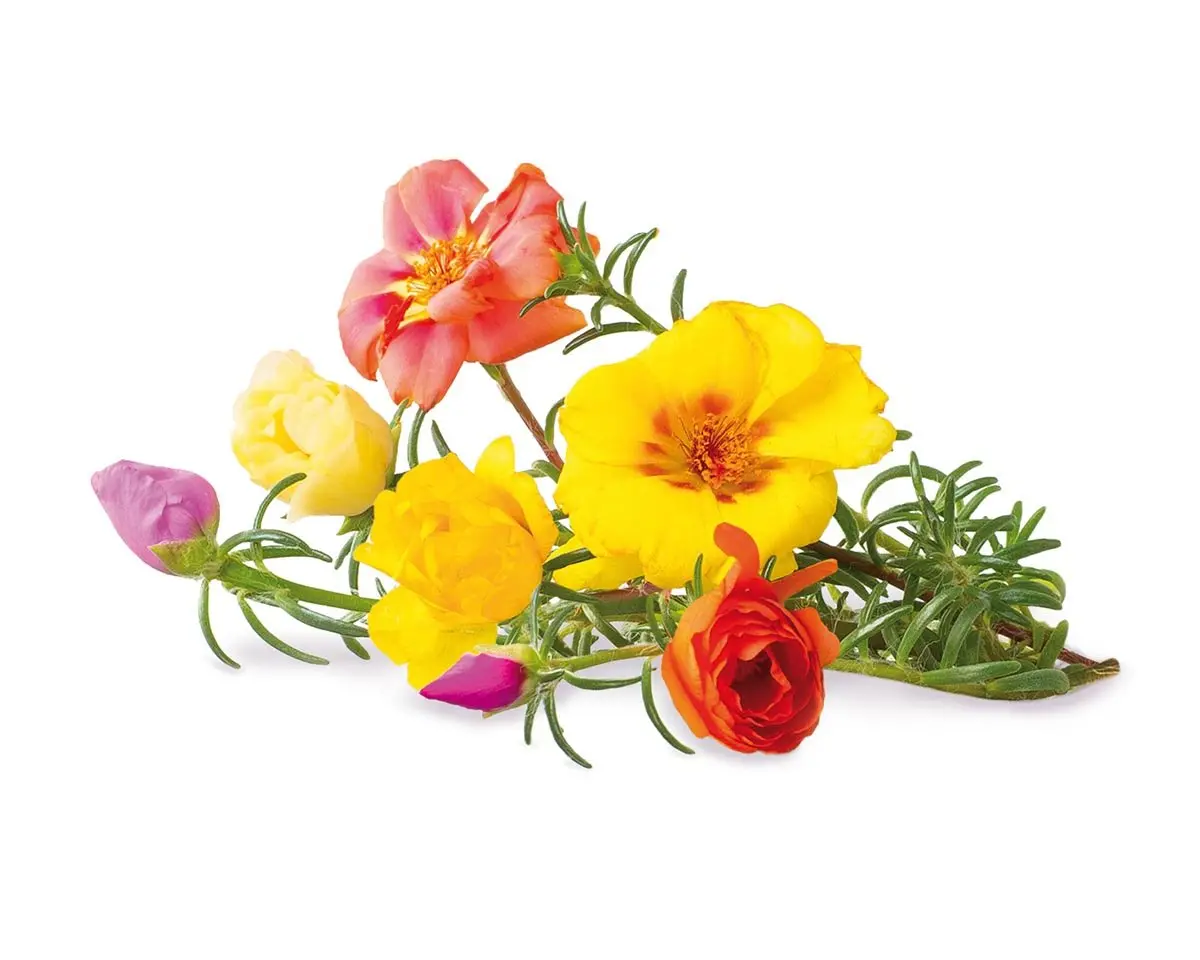 Moss Rose Plant Pods 3-Pack 1