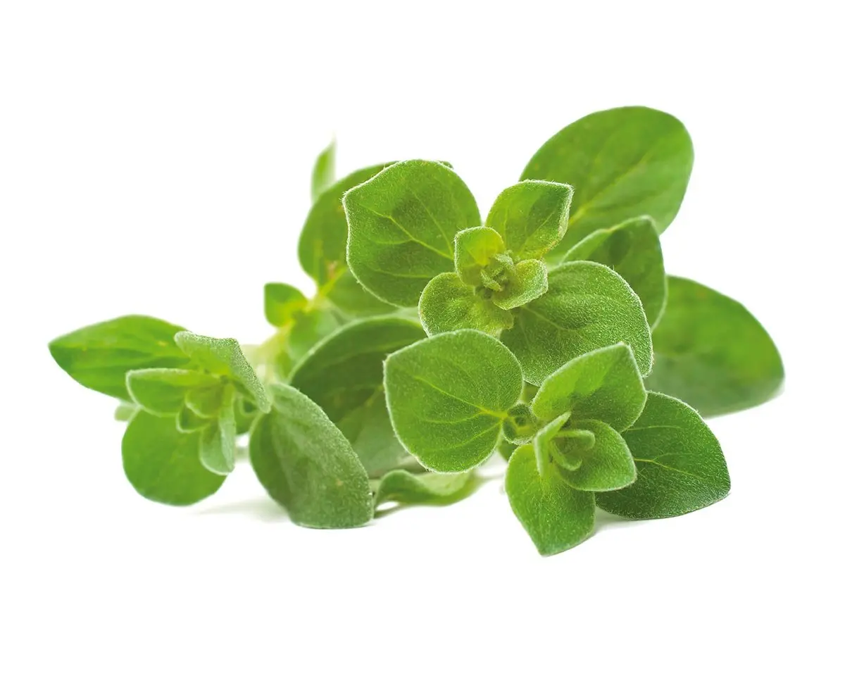 Oregano Plant Pods 3-Pack 1