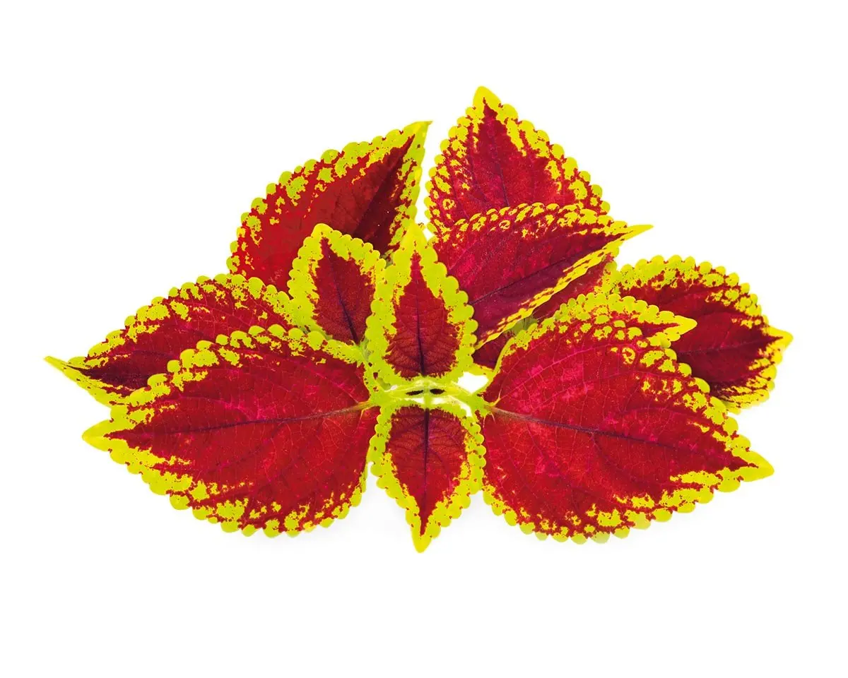 Painted Nettle Plant Pods 3-Pack 1