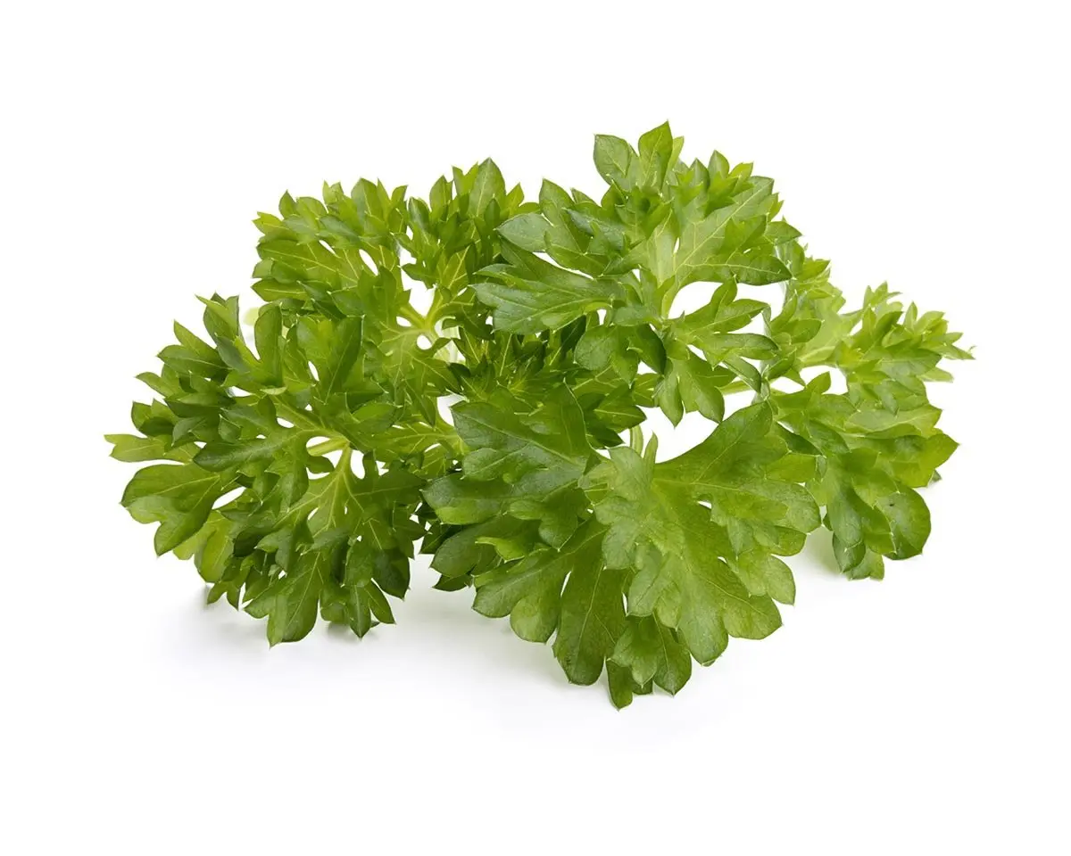 Curly Parsley Plant Pods 3-Pack 1