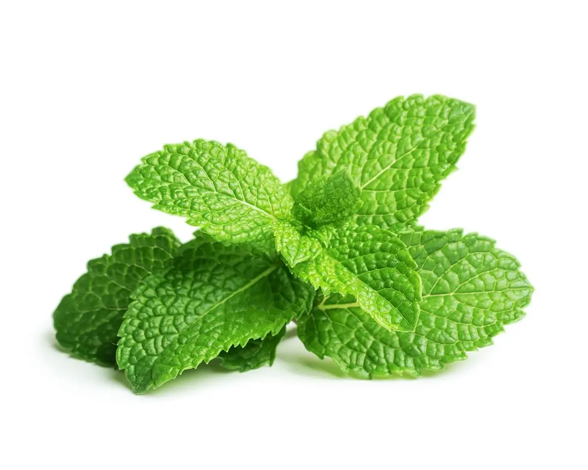 Peppermint Plant Pods 3-Pack 1