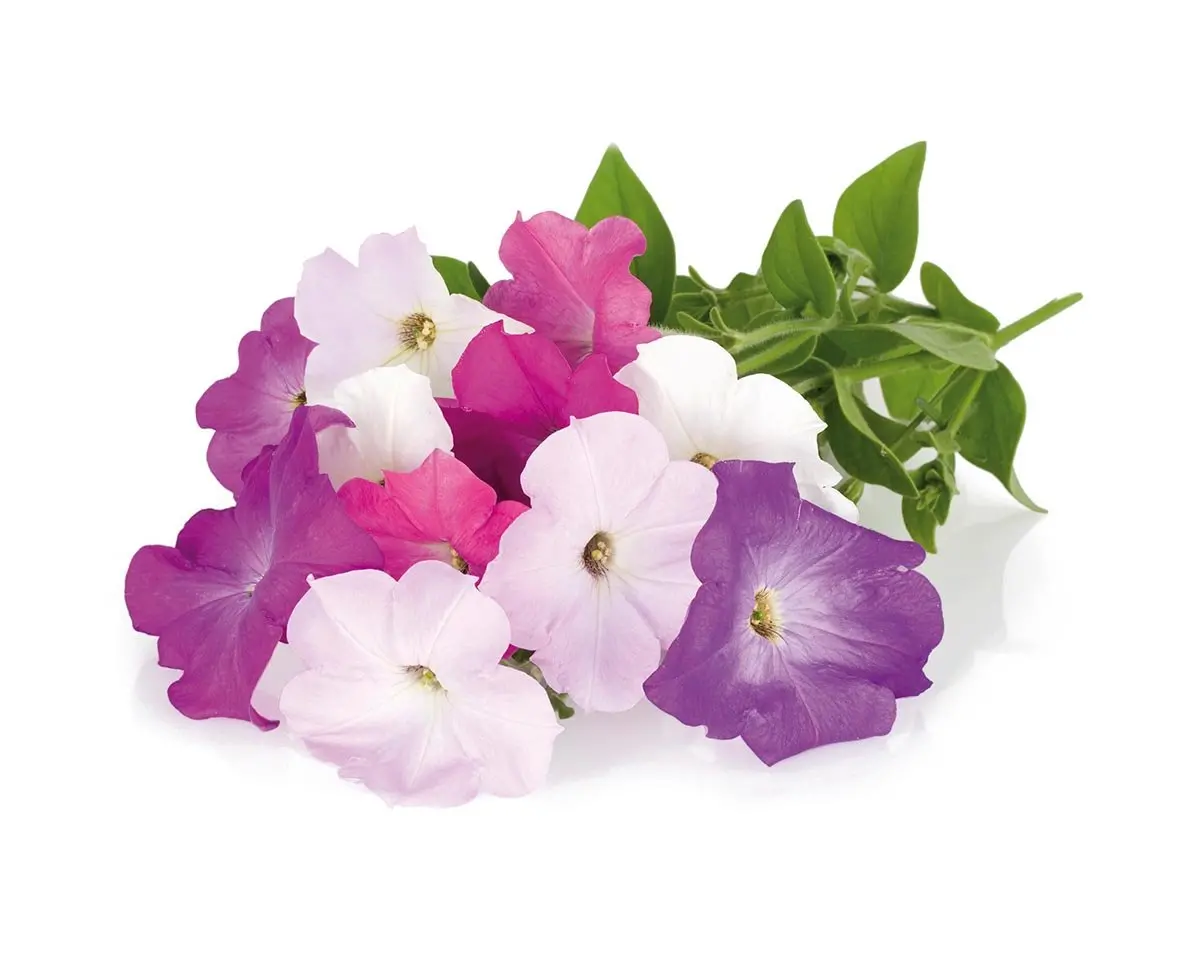 Petunia Plant Pods 3-Pack 1