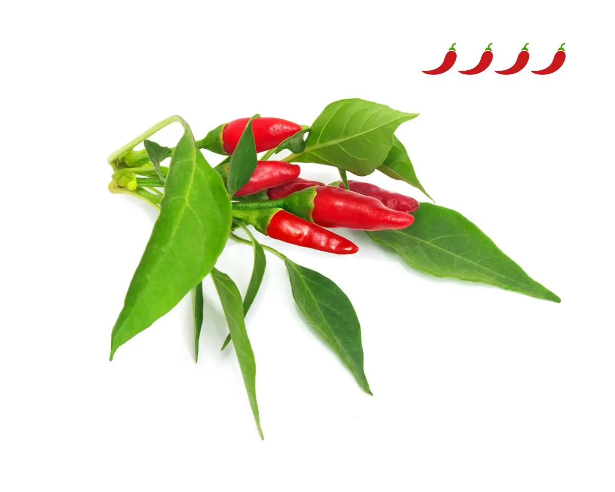 Piri Piri Chili Pepper Plant Pods 3-Pack 1