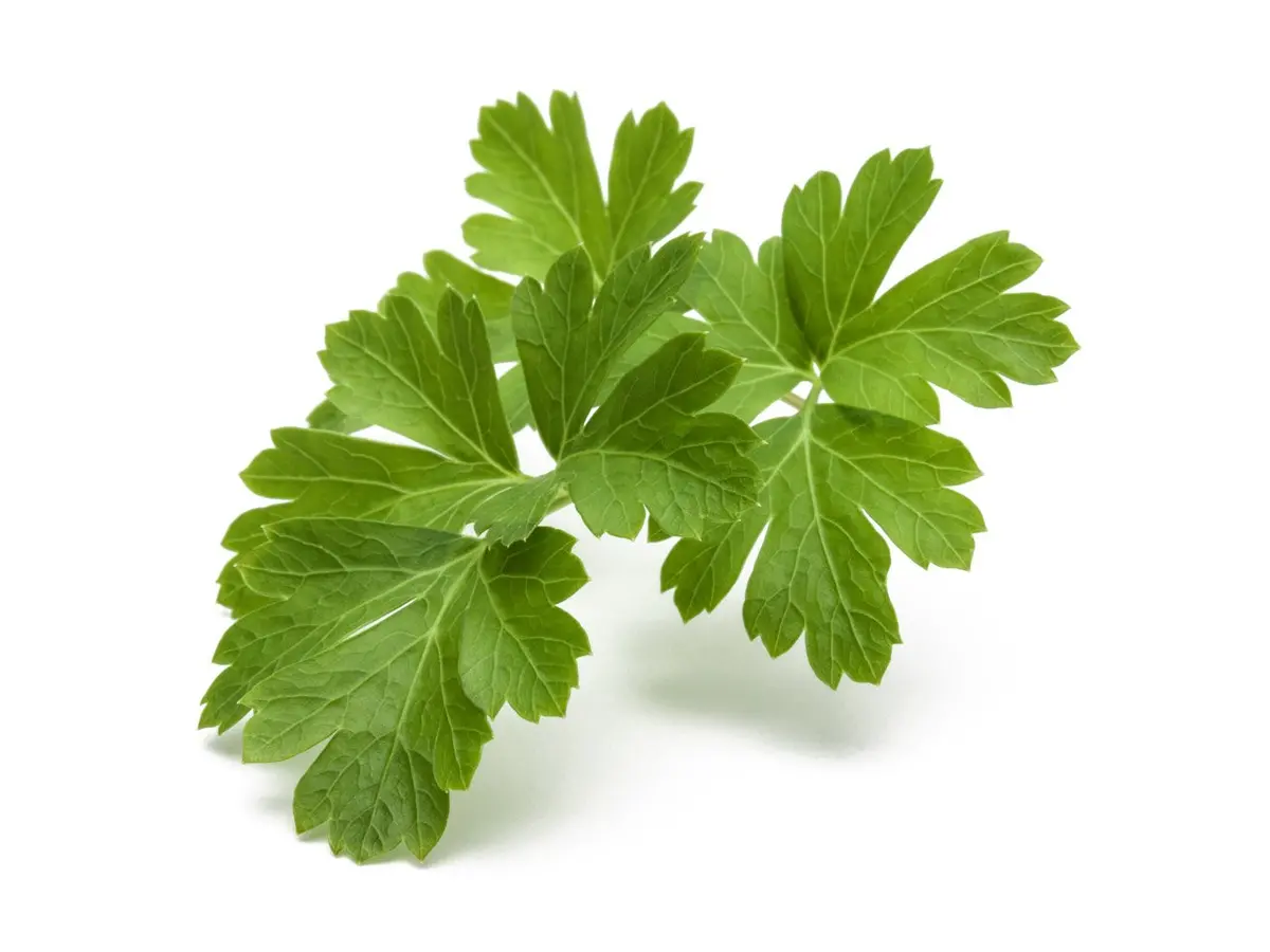 Plain Parsley Plant Pods 3-Pack 1