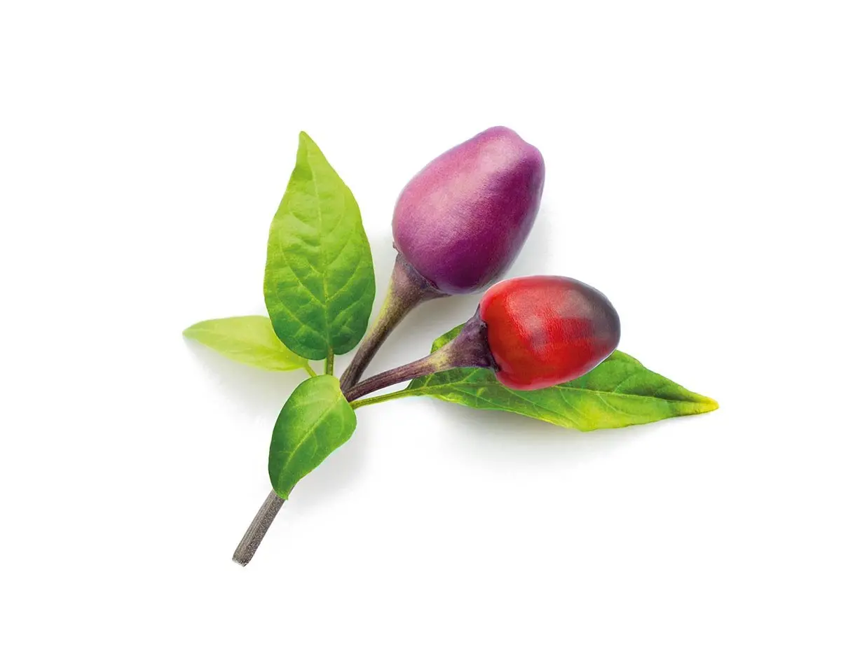 Purple Chili Pepper Plant Pods 3-Pack 1
