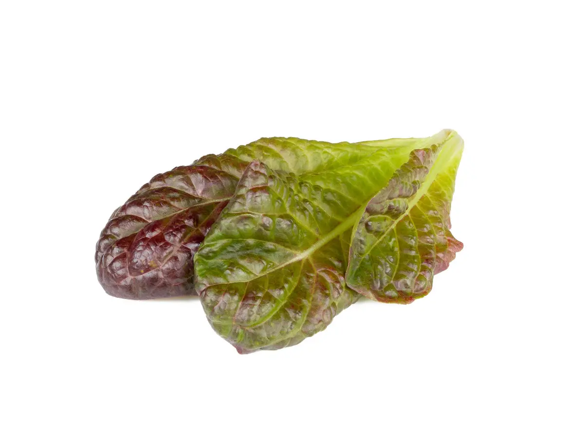 Red Romaine Lettuce Plant Pods 3-Pack 1