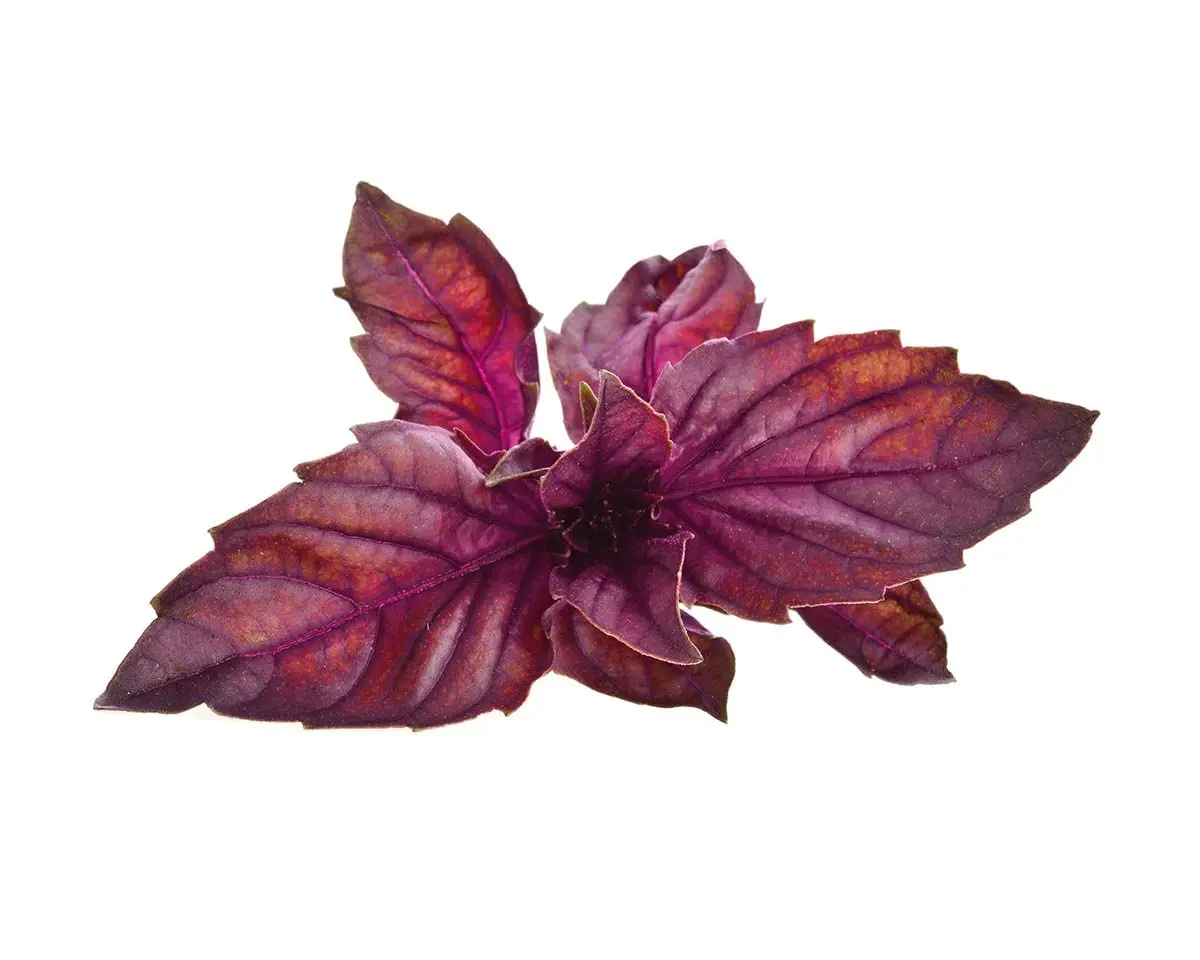 Red Basil Plant Pods 3-Pack 1