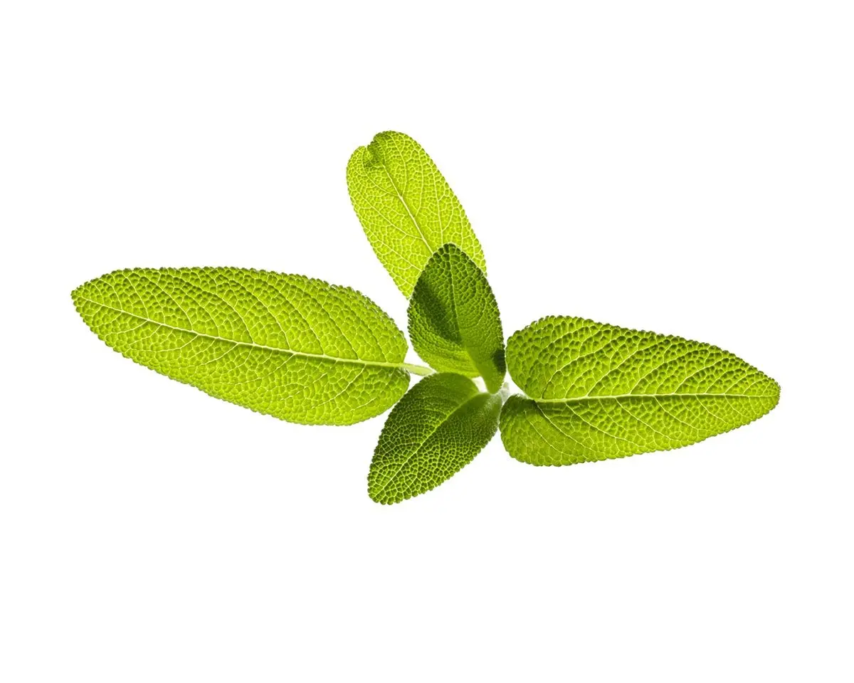 Garden Sage Plant Pods 3-Pack 1