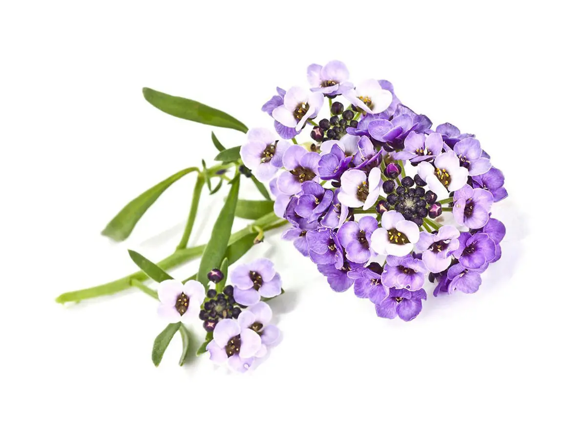 Sweet Alyssum Plant Pods 3-Pack 1