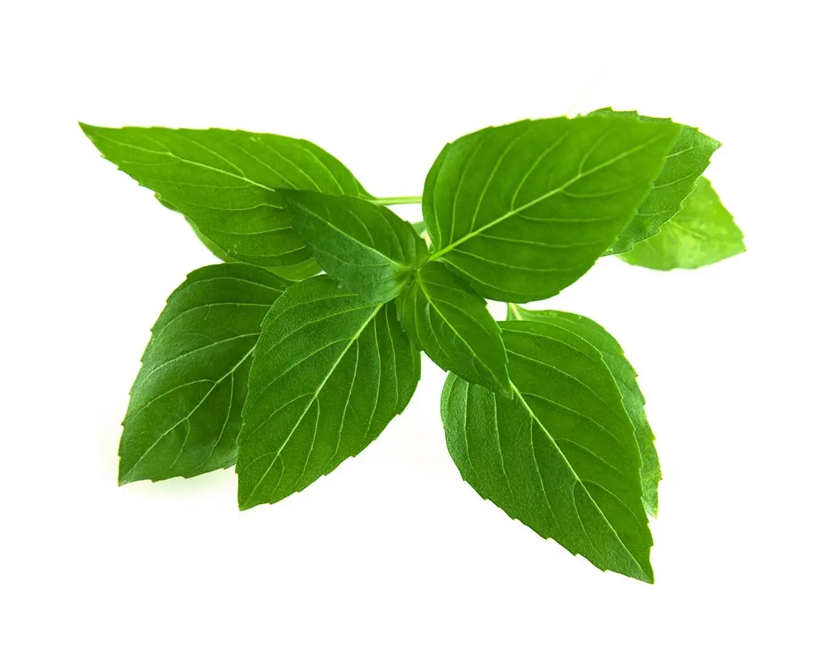 Thai Basil Plant Pods 3-Pack 1