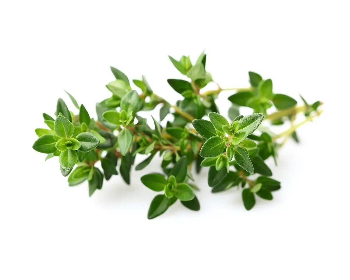 Thyme Plant Pods 3-Pack 1