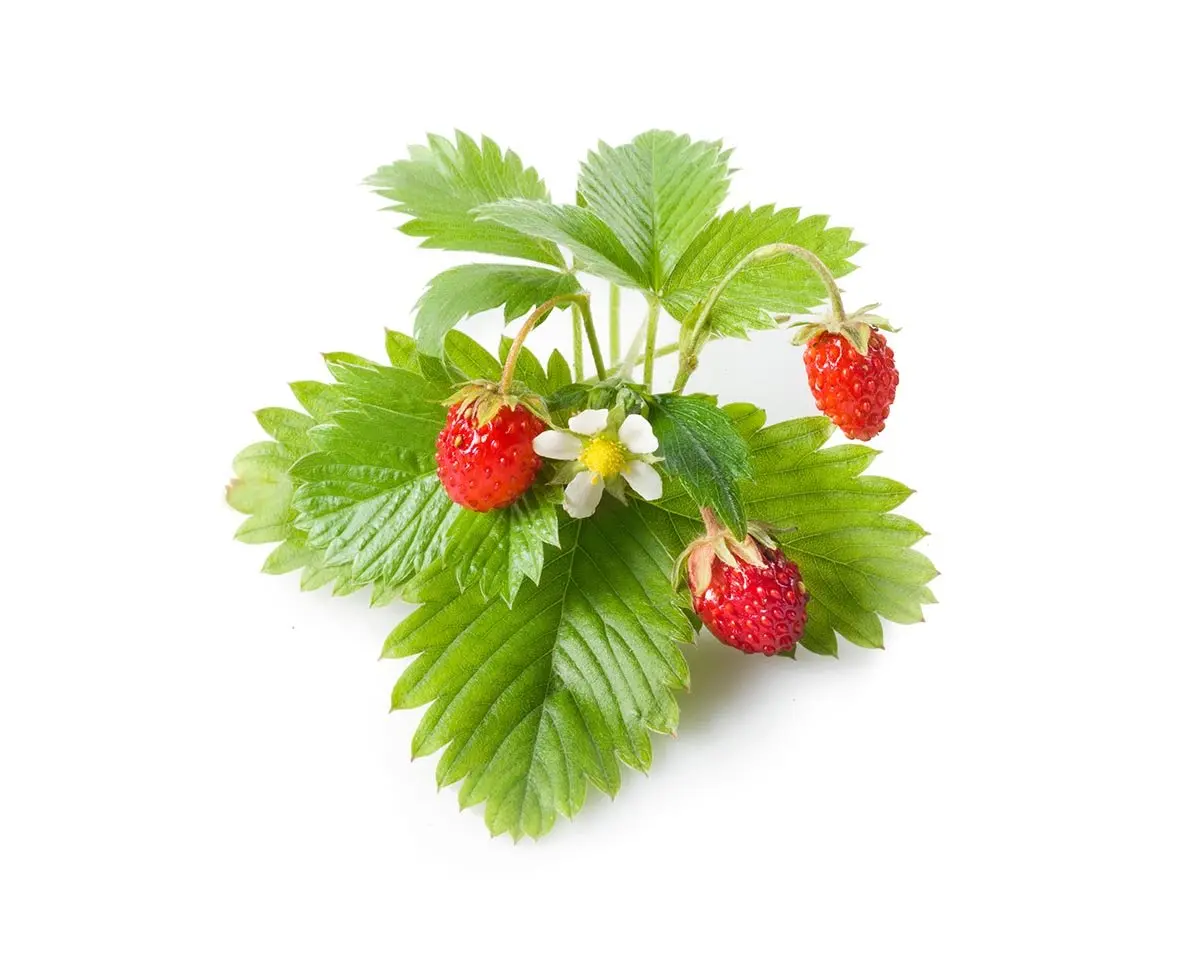 Wild Strawberry Plant Pods 3-Pack 1