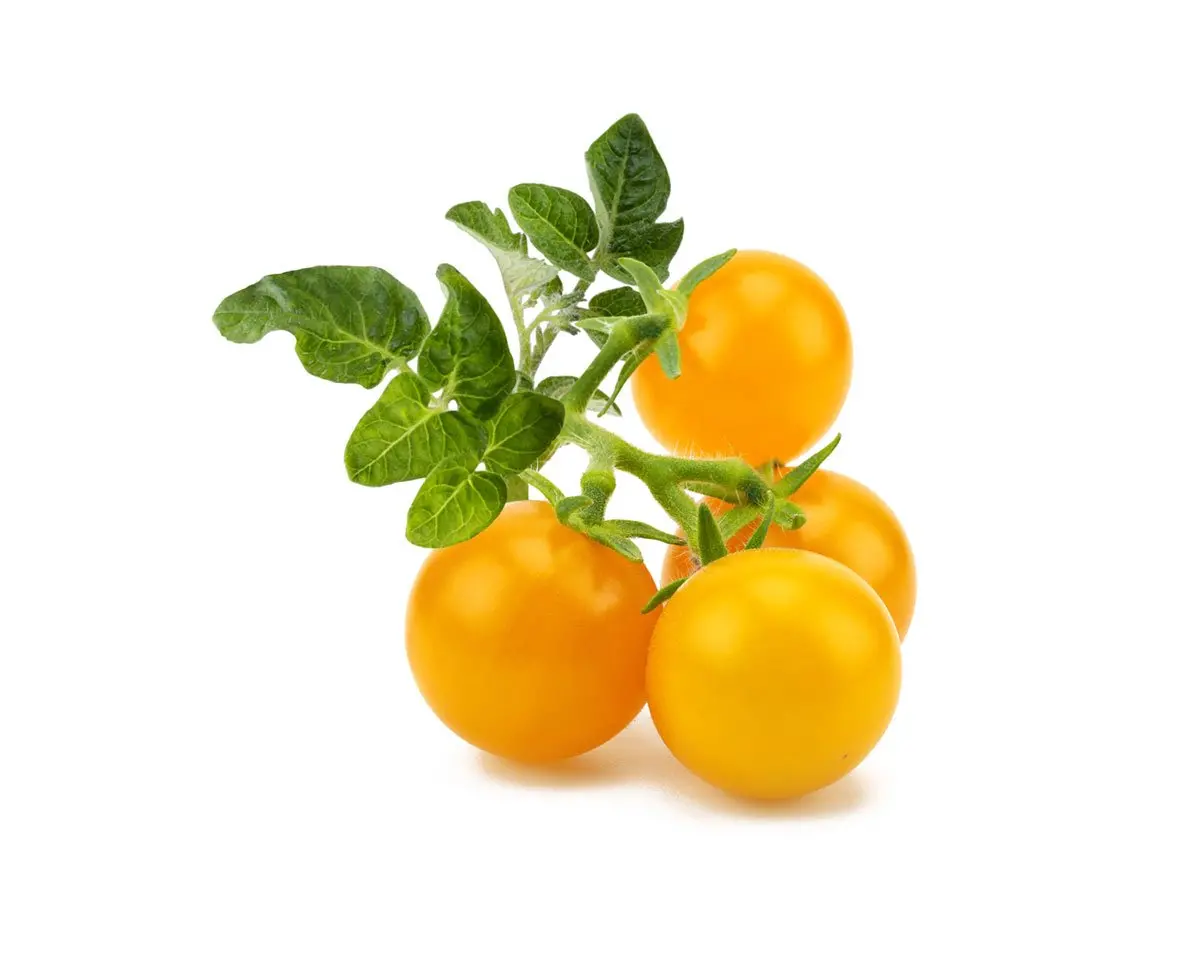 Yellow Mini Tomato Plant Pods 3-Pack 1