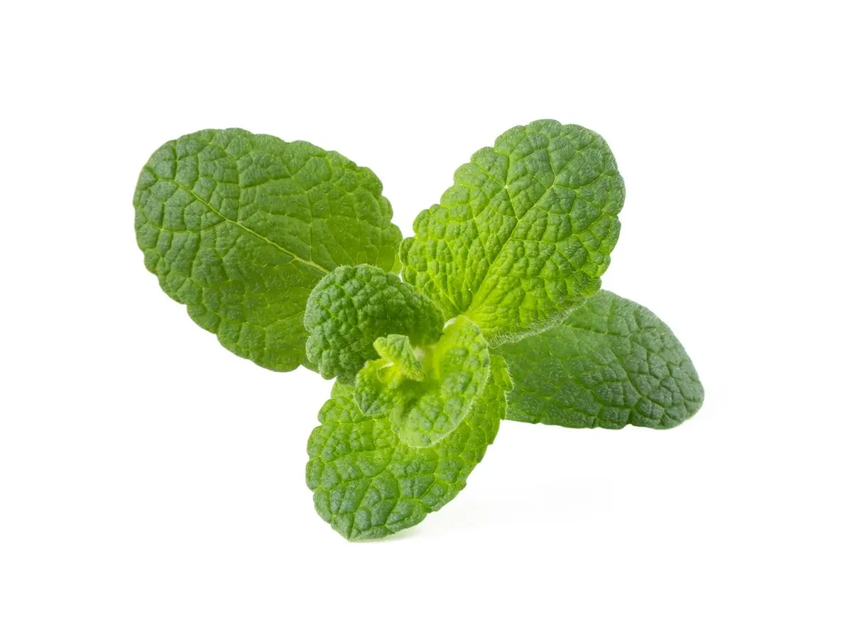 Apple Mint Plant Pods 3-Pack 1