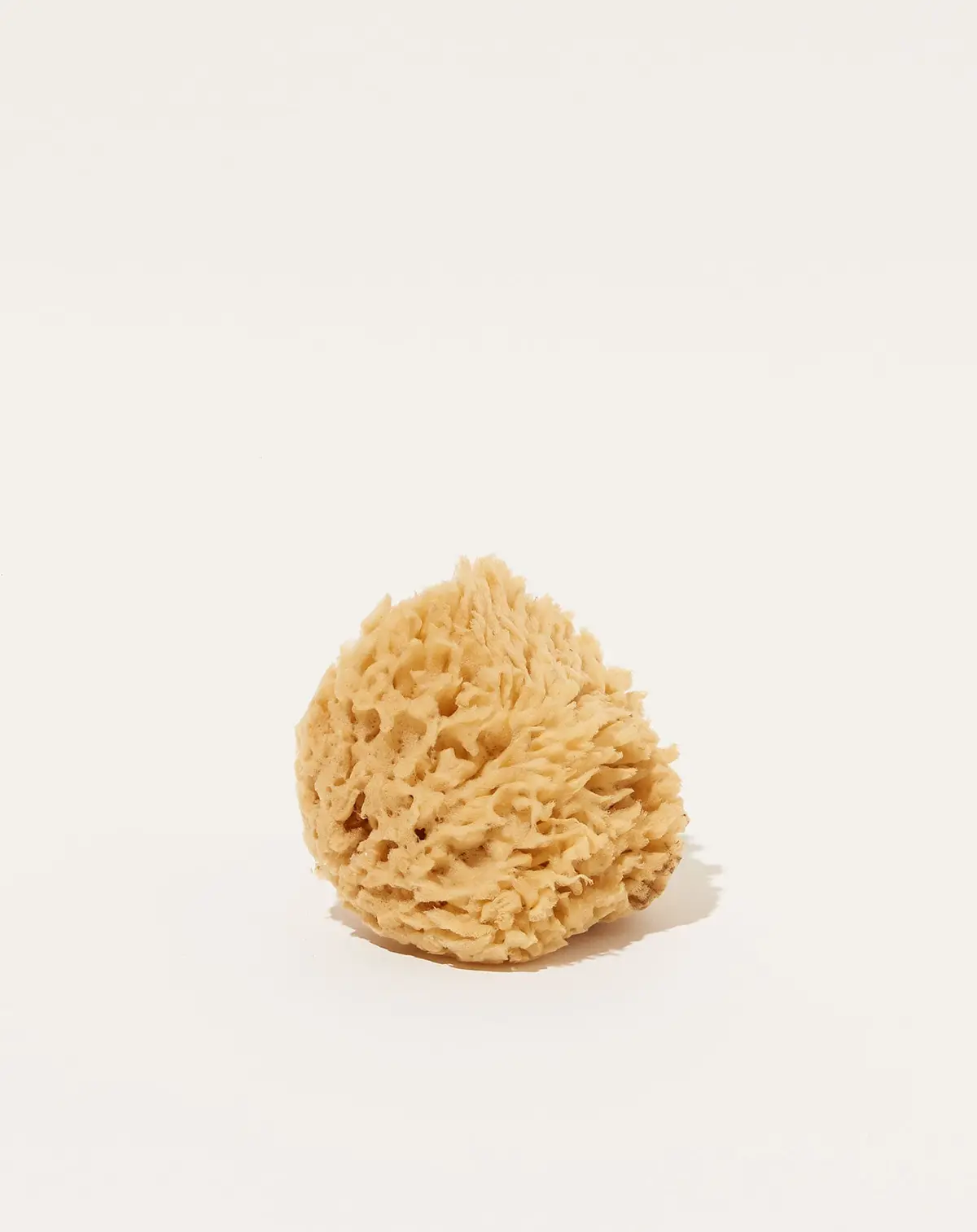 Natural Sea Sponge 1